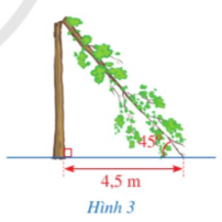 Toán 9 Bài 1 (Sách Cánh diều): Căn bậc hai và căn bậc ba của số thức (ảnh 1)